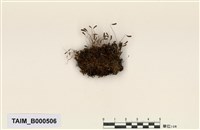 藏品(沙撈真苔)的圖片